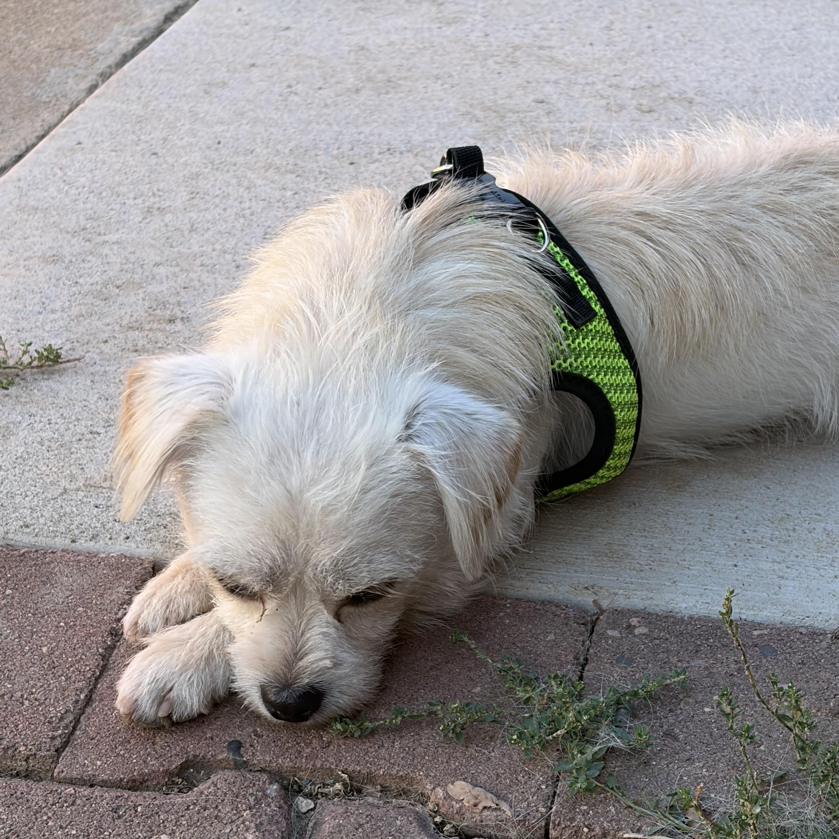 Enlarge Mack, a Adopted Terrier in Loveland, CO image 2/6