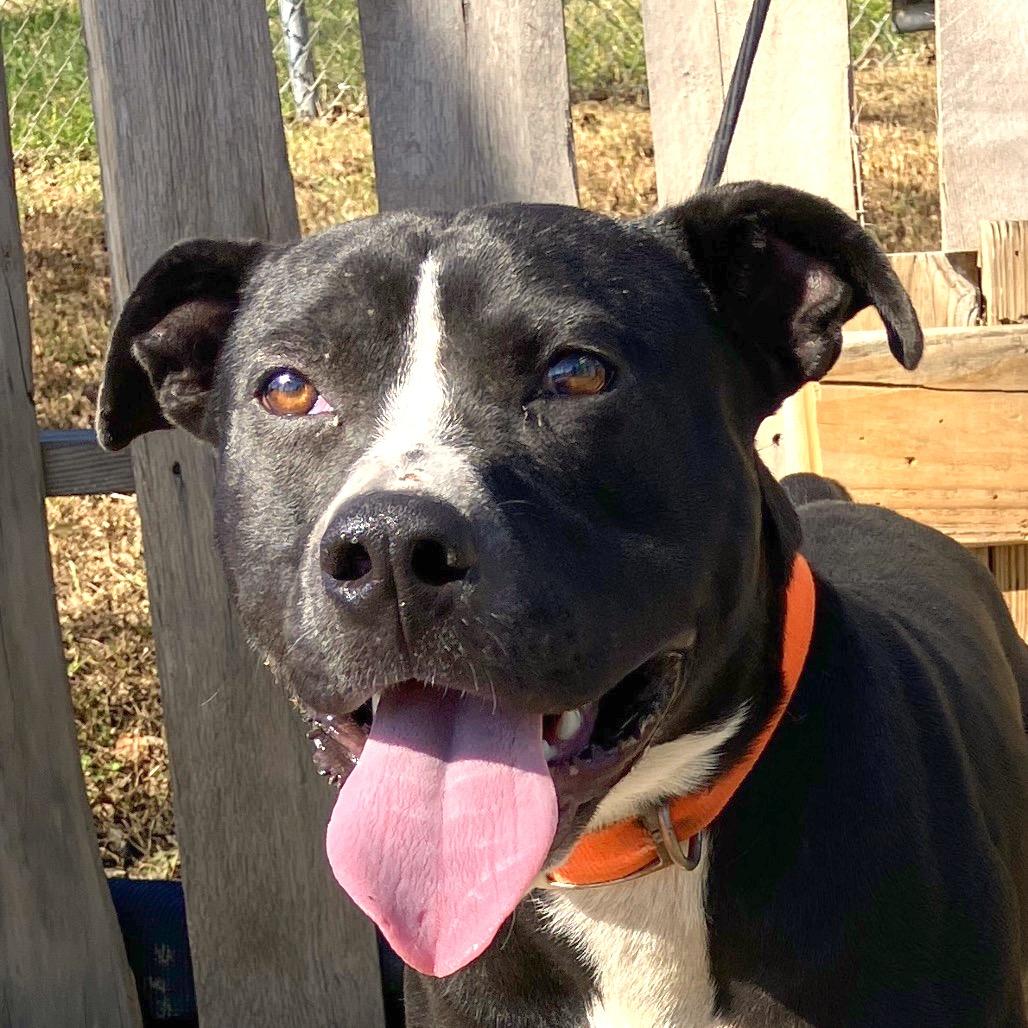 Brad, a Adoptable Pit Bull Terrier in Pulaski, TN image 2/6