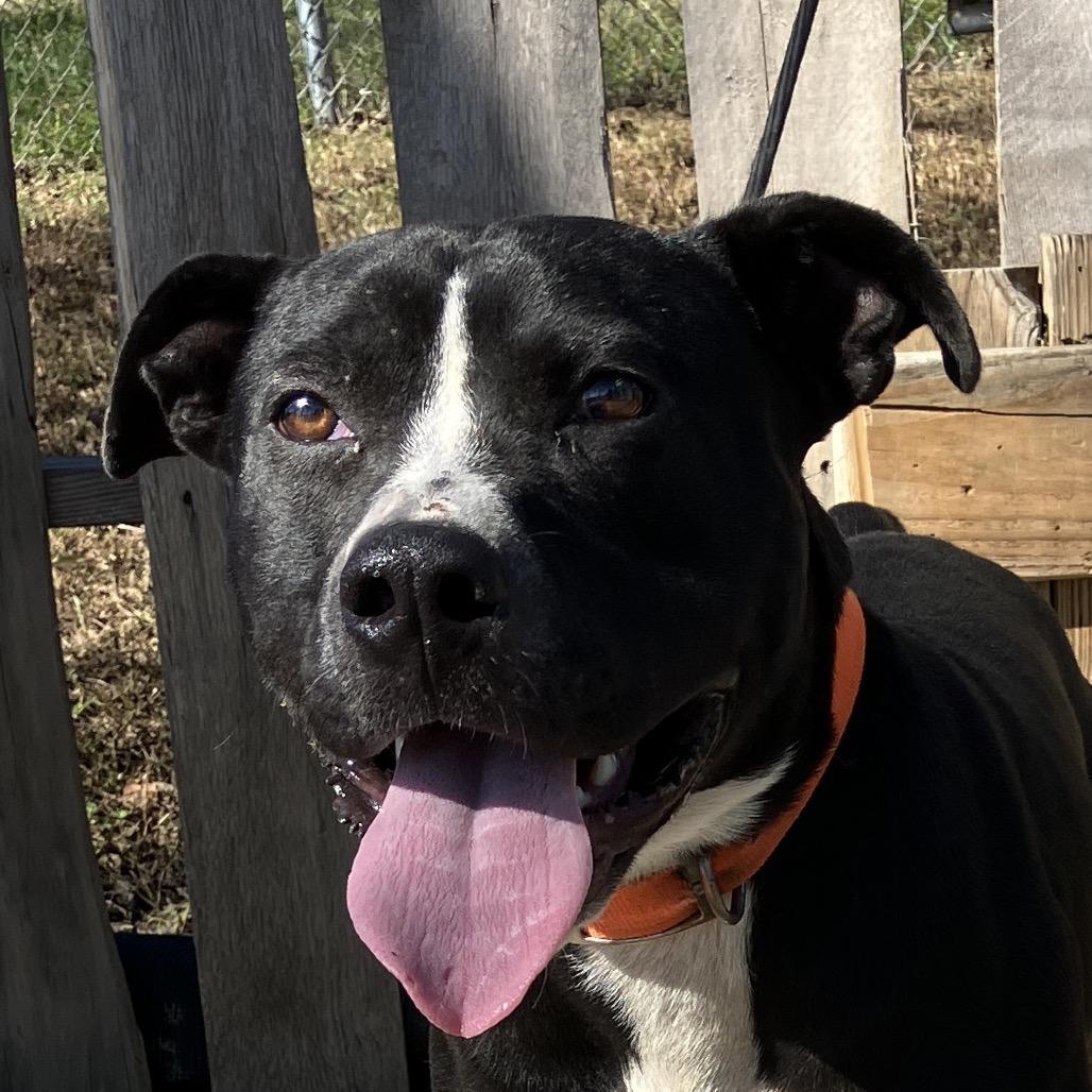 Brad, a Adoptable Pit Bull Terrier in Pulaski, TN image 3/6