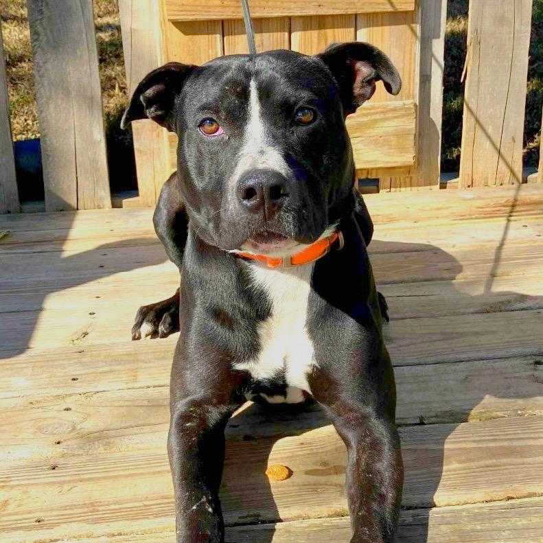 Brad, a Adoptable Pit Bull Terrier in Pulaski, TN image 3/6