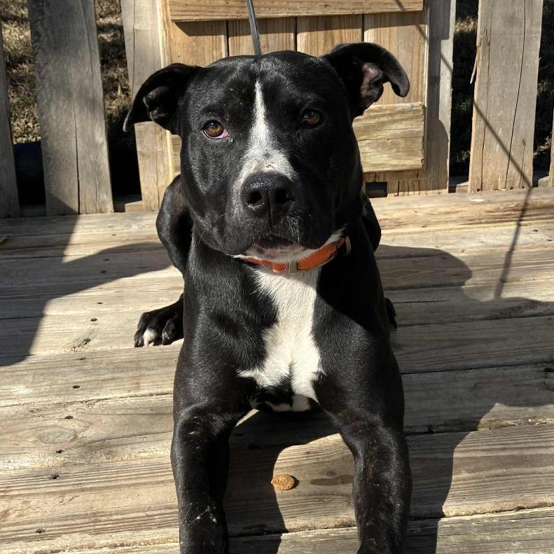 Brad, a Adoptable Pit Bull Terrier in Pulaski, TN image 4/6