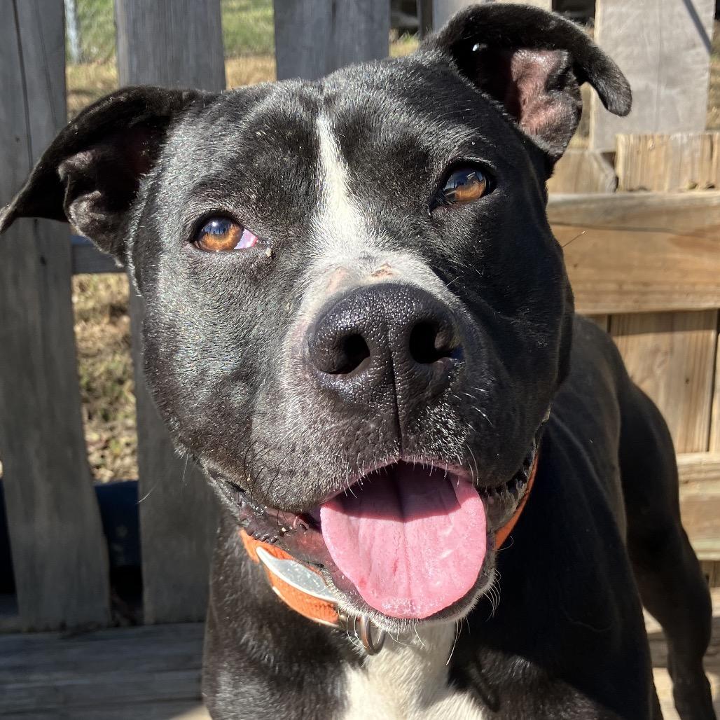 Brad, a Adoptable Pit Bull Terrier in Pulaski, TN image 4/6