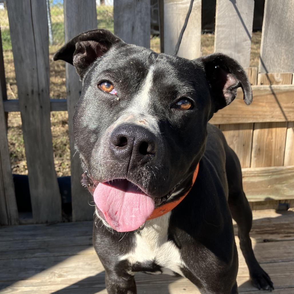 Brad, a Adoptable Pit Bull Terrier in Pulaski, TN image 5/6