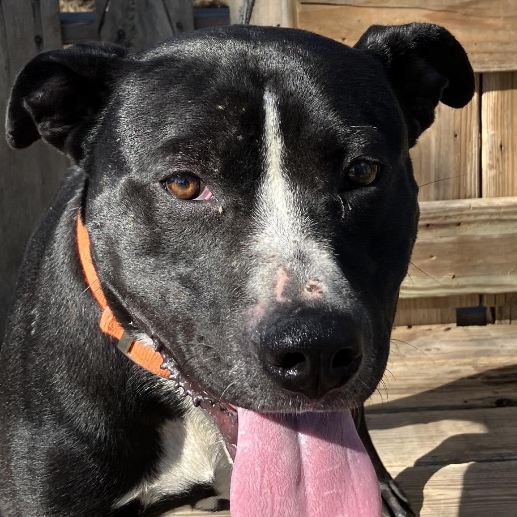 Brad, a Adoptable Pit Bull Terrier in Pulaski, TN image 6/6