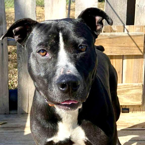 Brad, a Adoptable Pit Bull Terrier in Pulaski, TN image 6/6