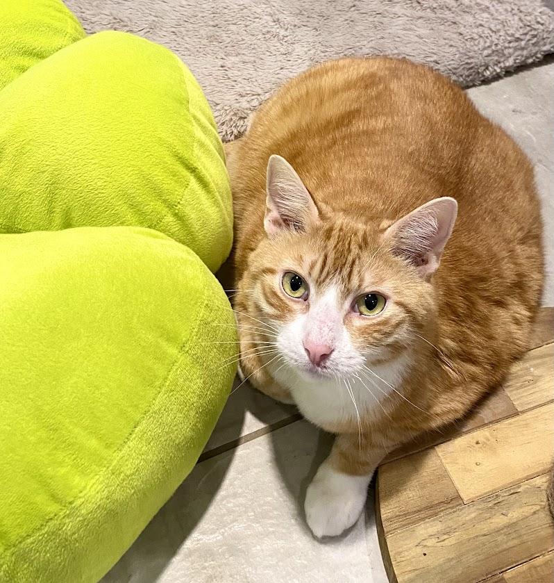 Enlarge Leo, a Adoptable Domestic Short Hair in Lafayette, NJ image 2/2