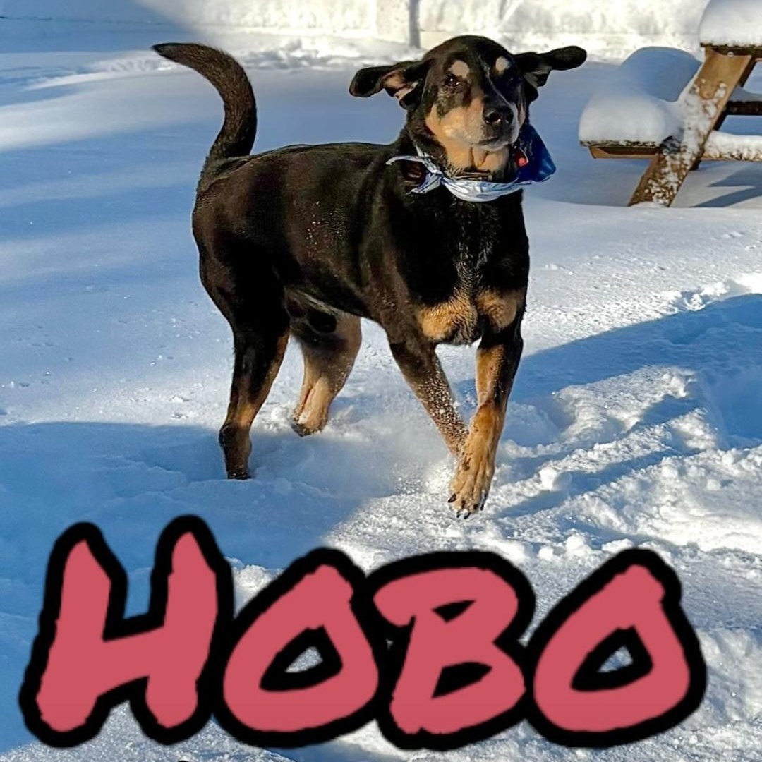 Hobo, Adoptable, Senior Male German Shepherd Dog & Hound.