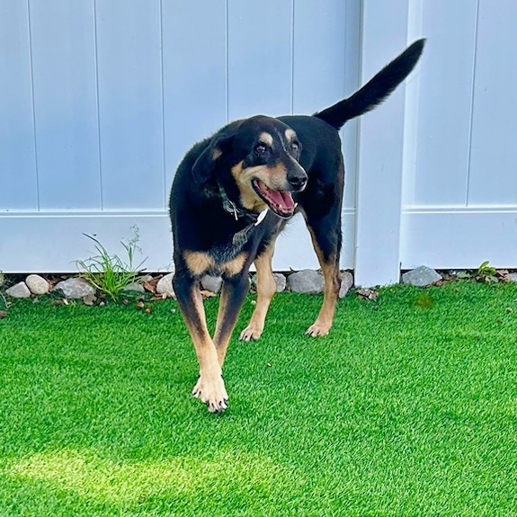 Hobo, a Adoptable mixed breed in pittsfield, MA image 2/5