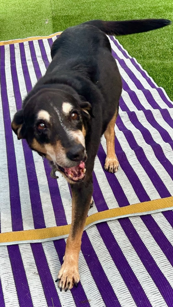 Hobo, a Adoptable mixed breed in pittsfield, MA image 4/5