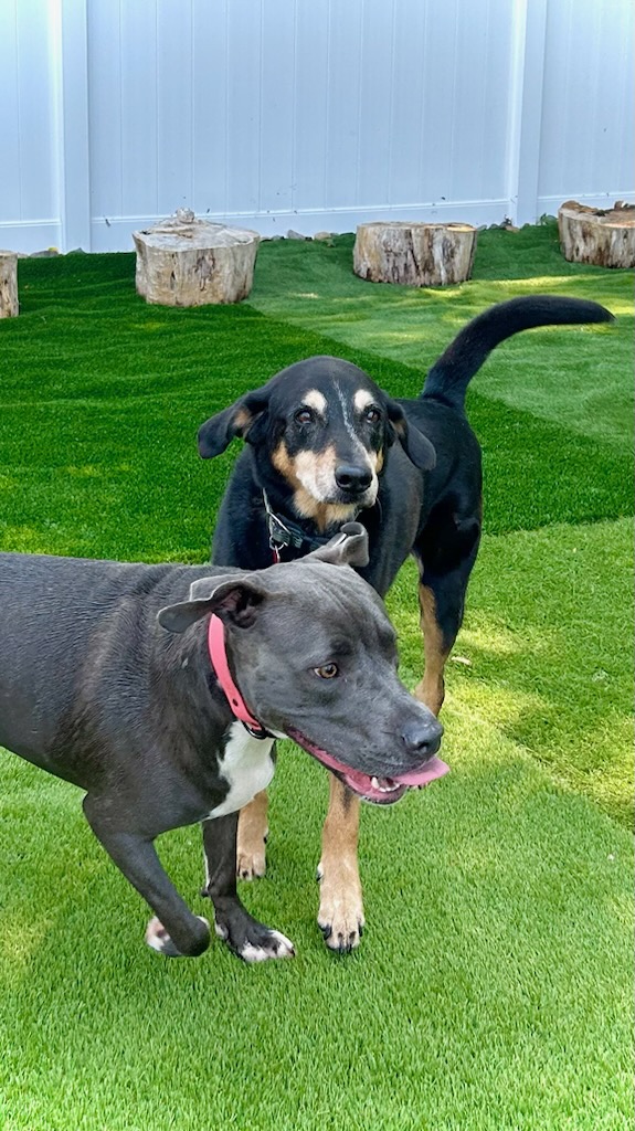 Hobo, a Adoptable mixed breed in pittsfield, MA image 5/5