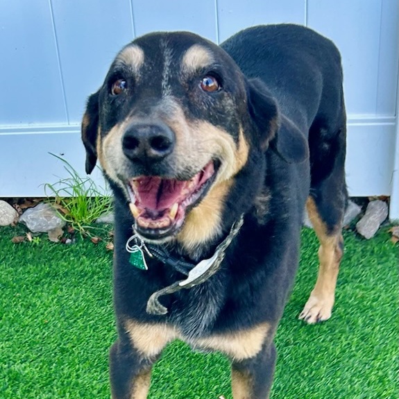 Hobo, a Adoptable mixed breed in pittsfield, MA image 3/5