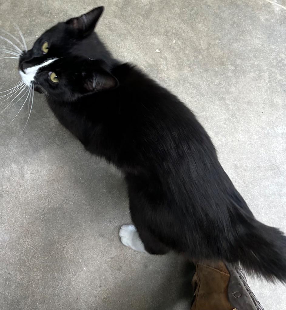 Enlarge Dill, a Adoptable mixed breed in Bryan, OH image 1/1