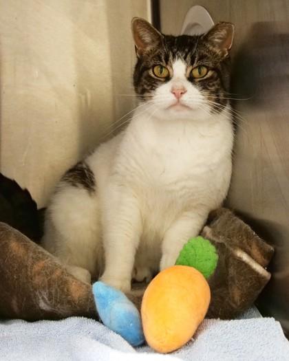 Rowan, Adoptable, Adult Female Domestic Short Hair.