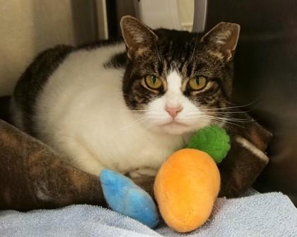 Rowan, a Adoptable Domestic Short Hair in West Seneca, NY image 2/3