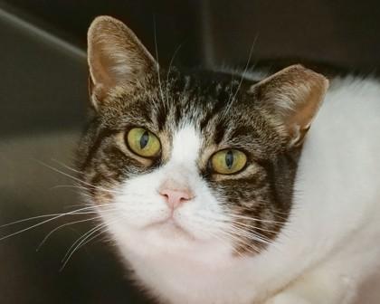 Rowan, a Adoptable Domestic Short Hair in West Seneca, NY image 3/3