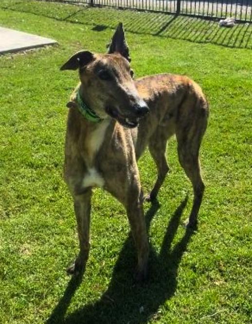 Papa Joe (Rocky), Adopted, Adult Male Greyhound.