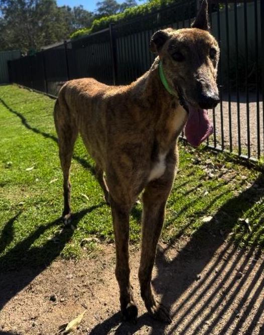 Papa Joe (Rocky), a Adopted Greyhound in Tarpon Springs, FL image 2/3