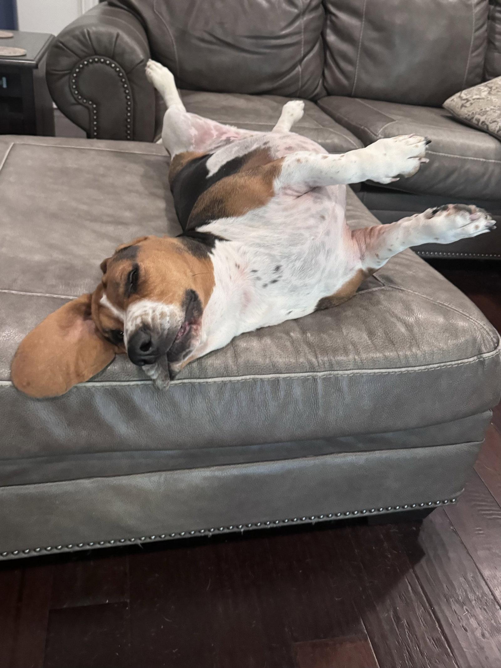 Enlarge Frankie, a Adopted Basset Hound in Grapevine, TX image 1/3