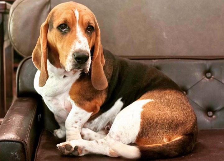 Enlarge Frankie, a Adopted Basset Hound in Grapevine, TX image 2/3