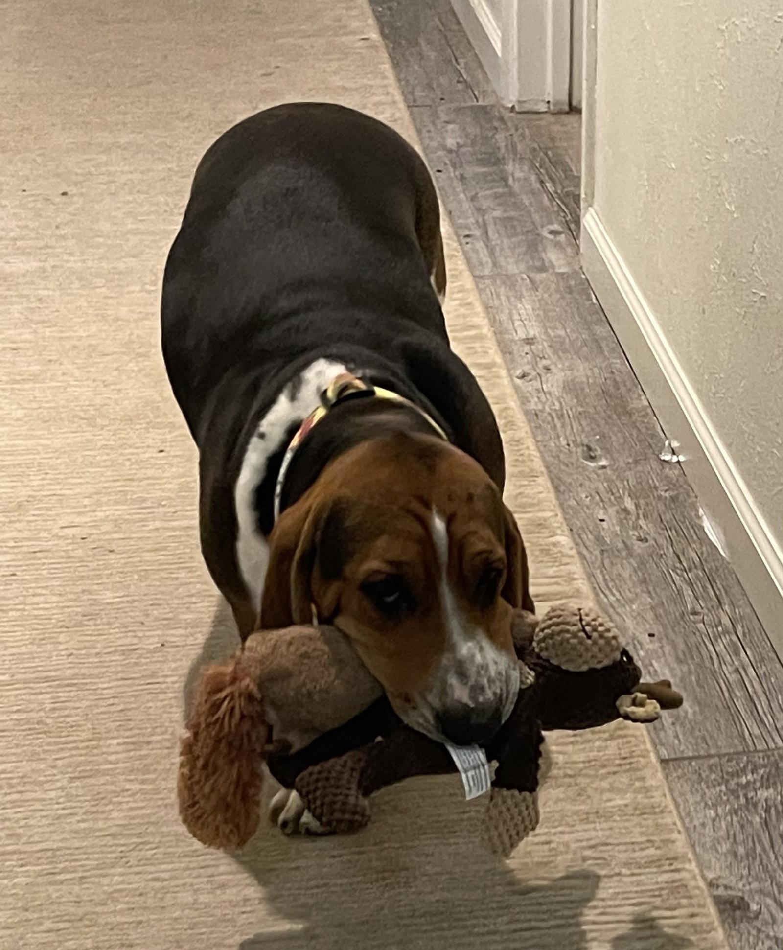 Enlarge Frankie, a Adopted Basset Hound in Grapevine, TX image 3/3