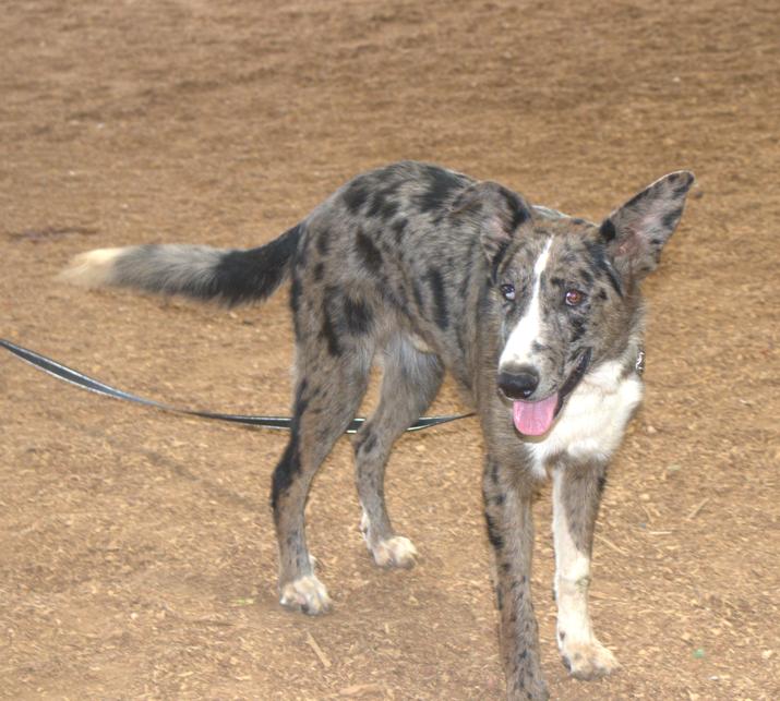 Catahola German, a Adopted mixed breed in Lawrenceburg, TN image 1/3
