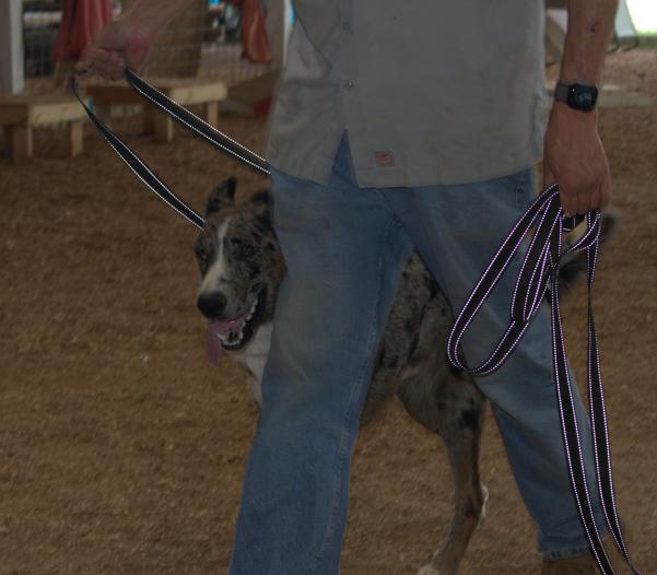 Catahola German, a Adopted mixed breed in Lawrenceburg, TN image 2/3