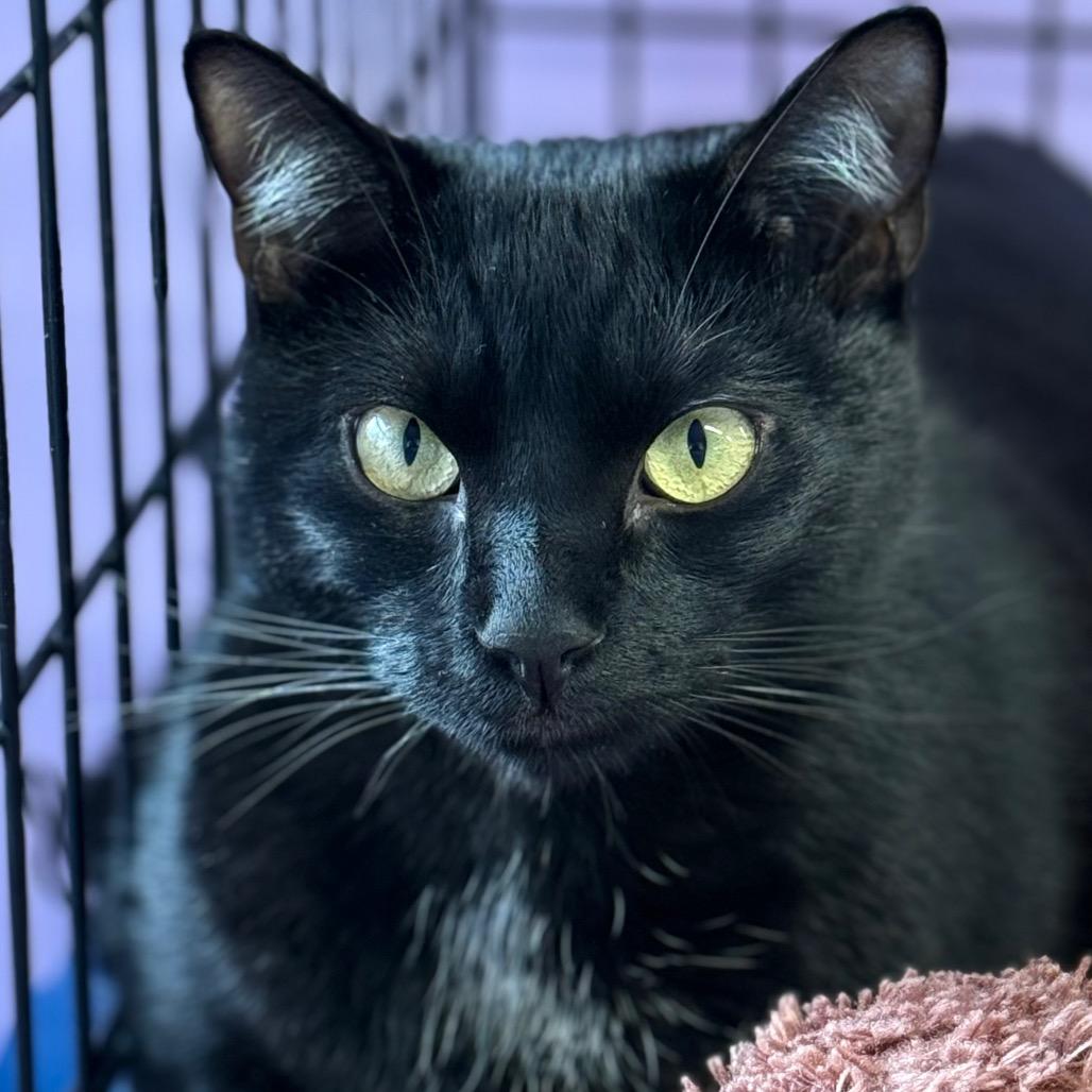 Enlarge Sevro, a Adoptable Domestic Short Hair in Redwood Valley, CA image 2/2