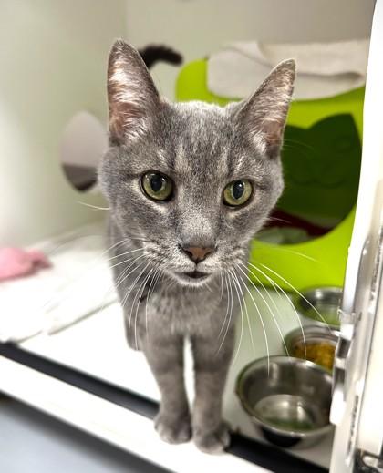 Frick, Adoptable, Adult Male Domestic Short Hair & Domestic Short Hair.