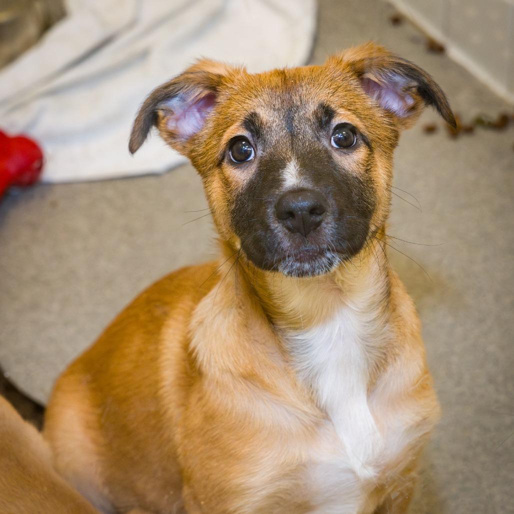 Enlarge Orange, a Adoptable mixed breed in Nashville, TN image 1/4