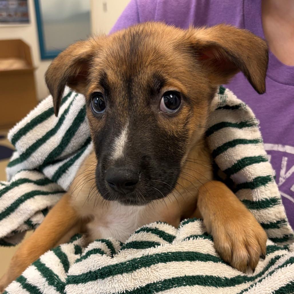 Enlarge Orange, a Adoptable mixed breed in Nashville, TN image 3/4