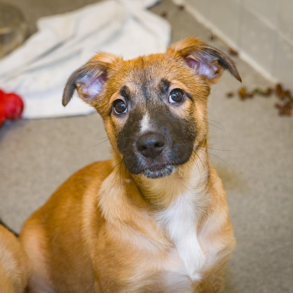 Enlarge Orange, a Adoptable mixed breed in Nashville, TN image 4/4