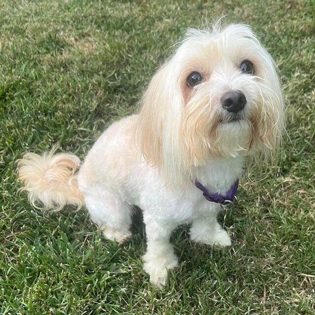 WINNIE, ADOPTABLE, Adult Female Dachshund & Maltese.