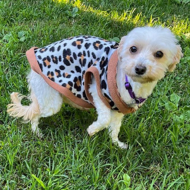 WINNIE, a ADOPTABLE mixed breed in Santa Monica, CA image 2/3