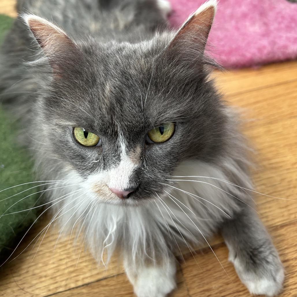 Clover — thumbnail 2