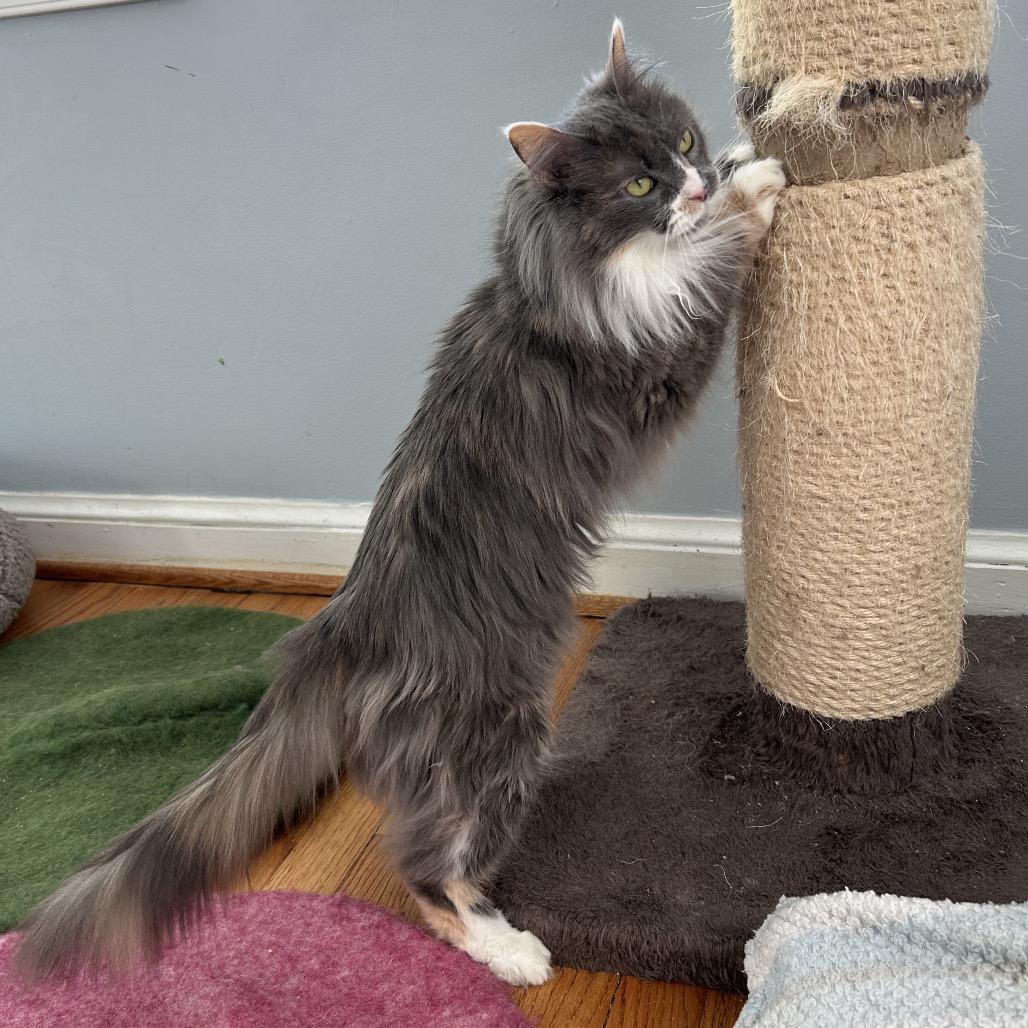 Clover — thumbnail 3