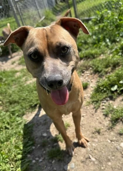 Teddy, Adoptable, Adult Male Mixed Breed & Mixed Breed.