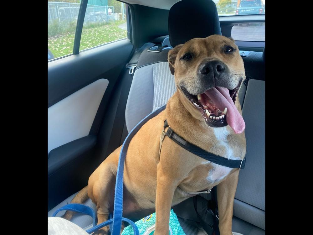 Enlarge Candy, a Adoptable mixed breed in Elmsford, NY image 1/6