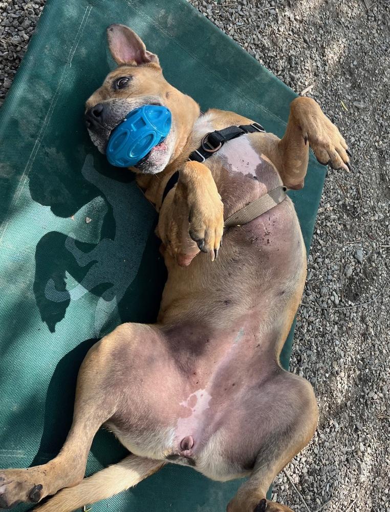 Enlarge Candy, a Adoptable mixed breed in Elmsford, NY image 2/6