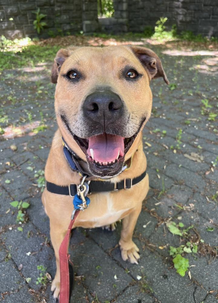 Enlarge Candy, a Adoptable mixed breed in Elmsford, NY image 3/6