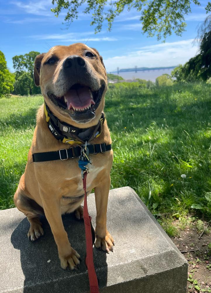 Enlarge Candy, a Adoptable mixed breed in Elmsford, NY image 4/6