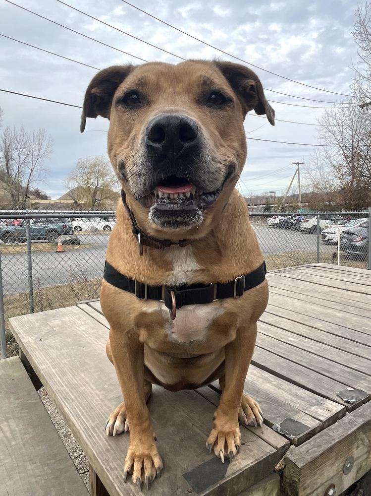 Enlarge Candy, a Adoptable mixed breed in Elmsford, NY image 5/6