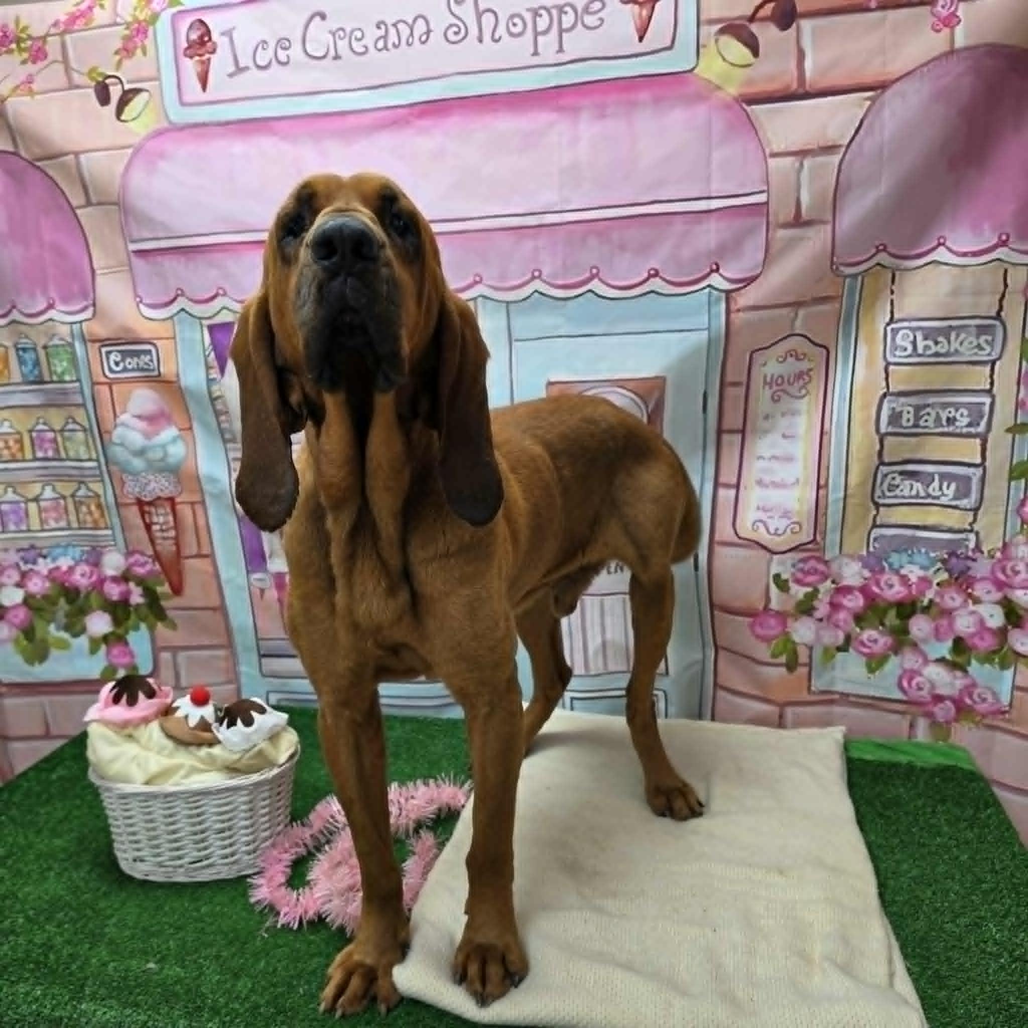 Sherlock, a ADOPTABLE Bloodhound in Statesboro, GA image 4/6