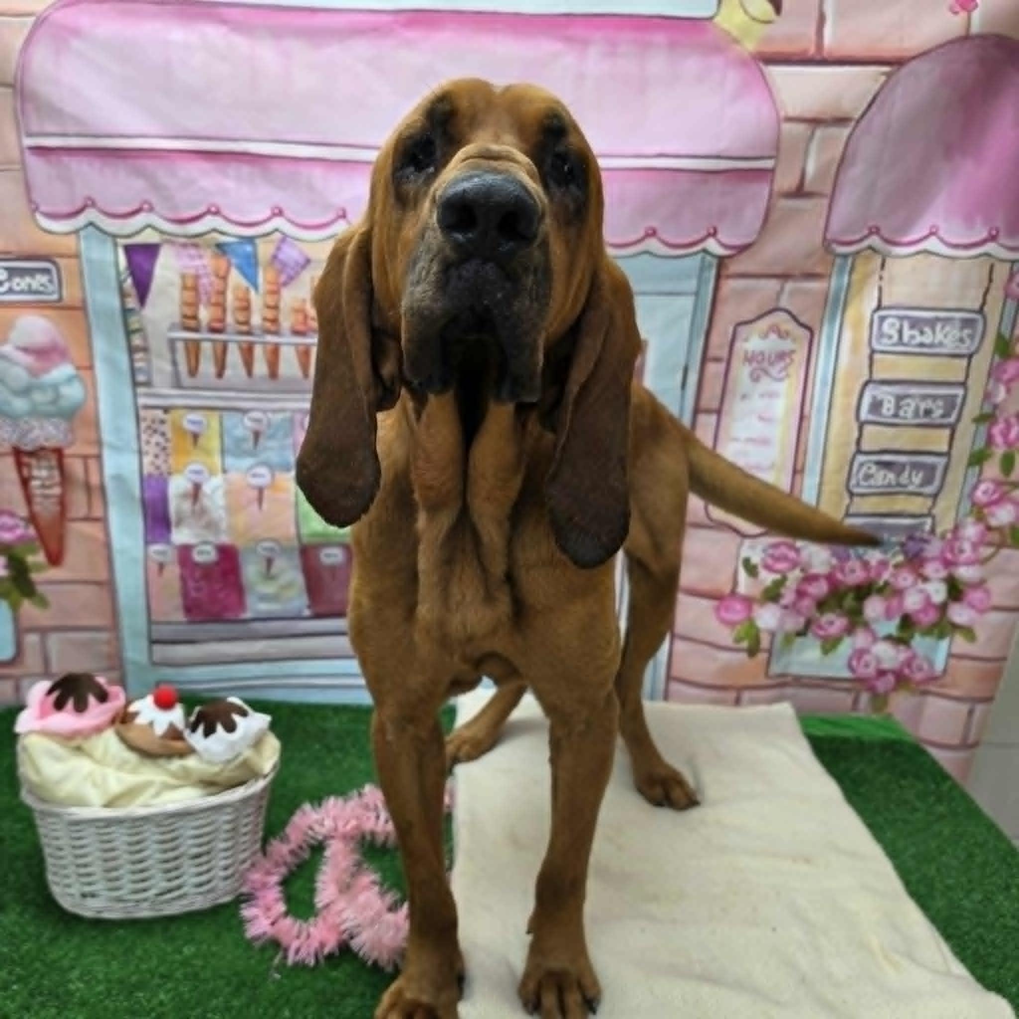 Sherlock, a ADOPTABLE Bloodhound in Statesboro, GA image 5/6