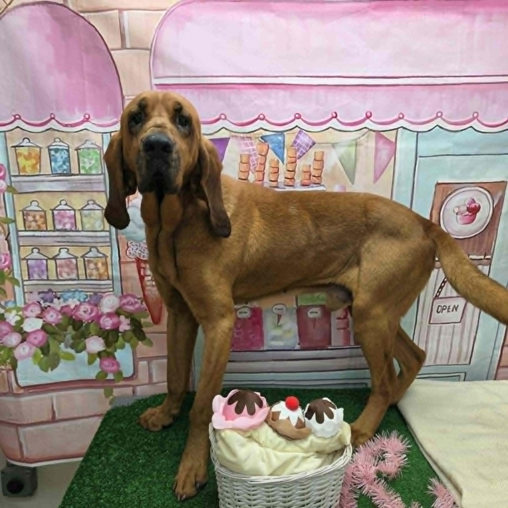 Sherlock, a ADOPTABLE Bloodhound in Statesboro, GA image 2/6