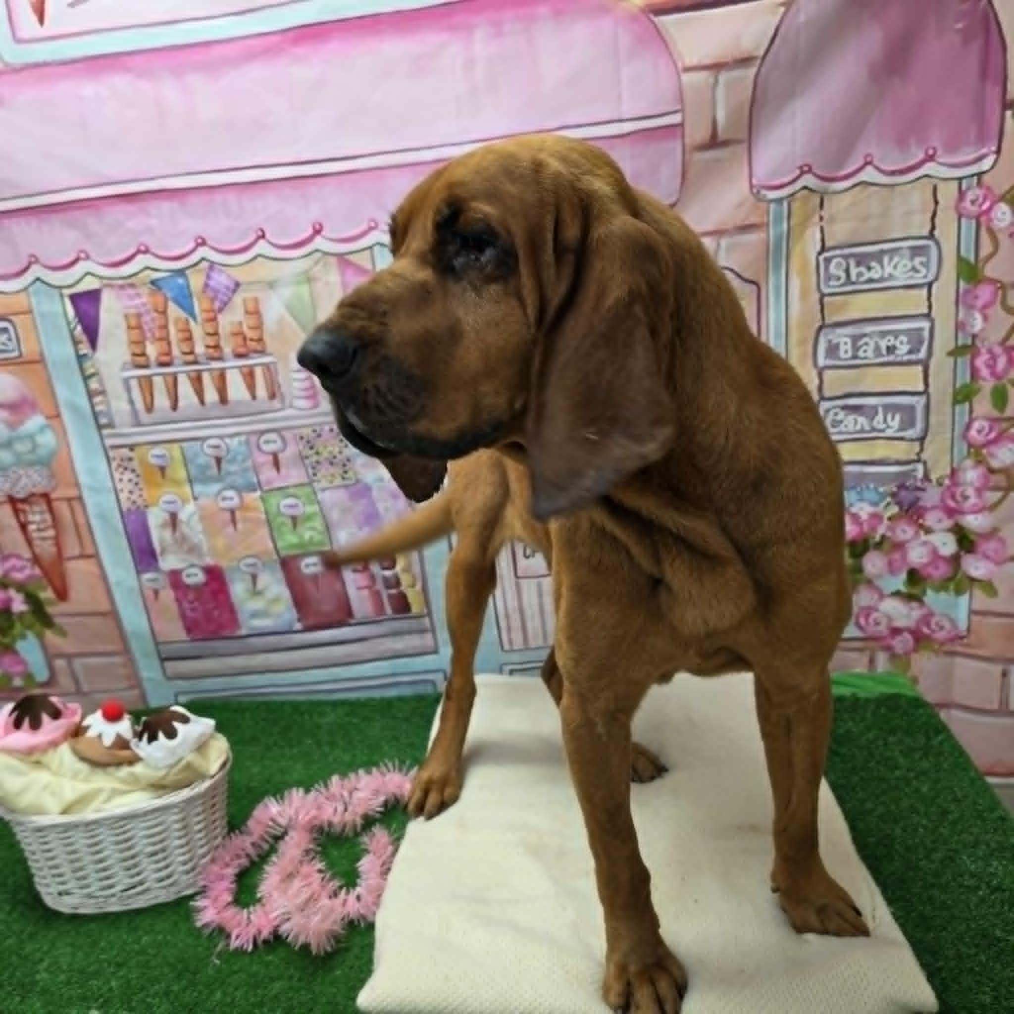 Sherlock, a ADOPTABLE Bloodhound in Statesboro, GA image 1/6