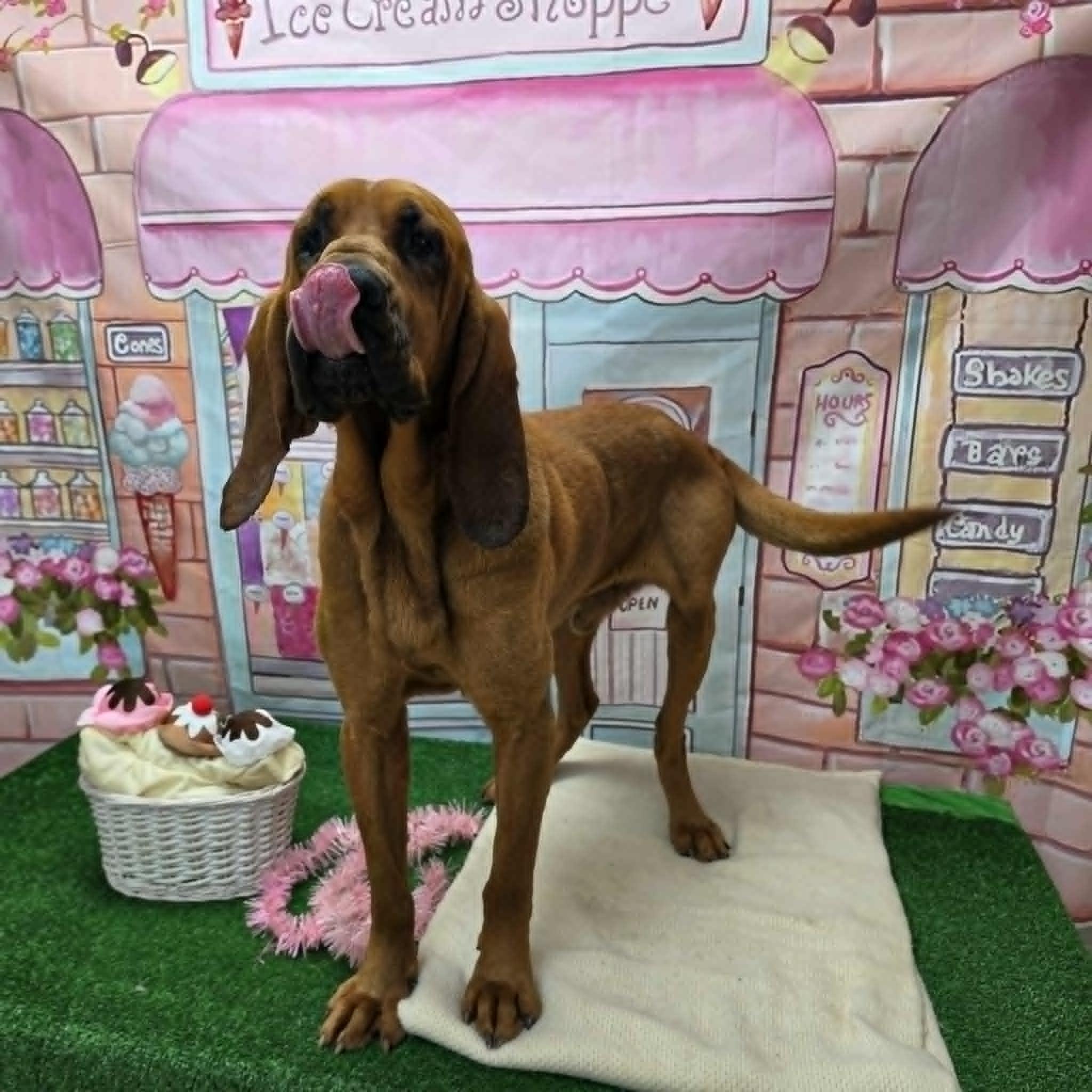 Sherlock, a ADOPTABLE Bloodhound in Statesboro, GA image 6/6