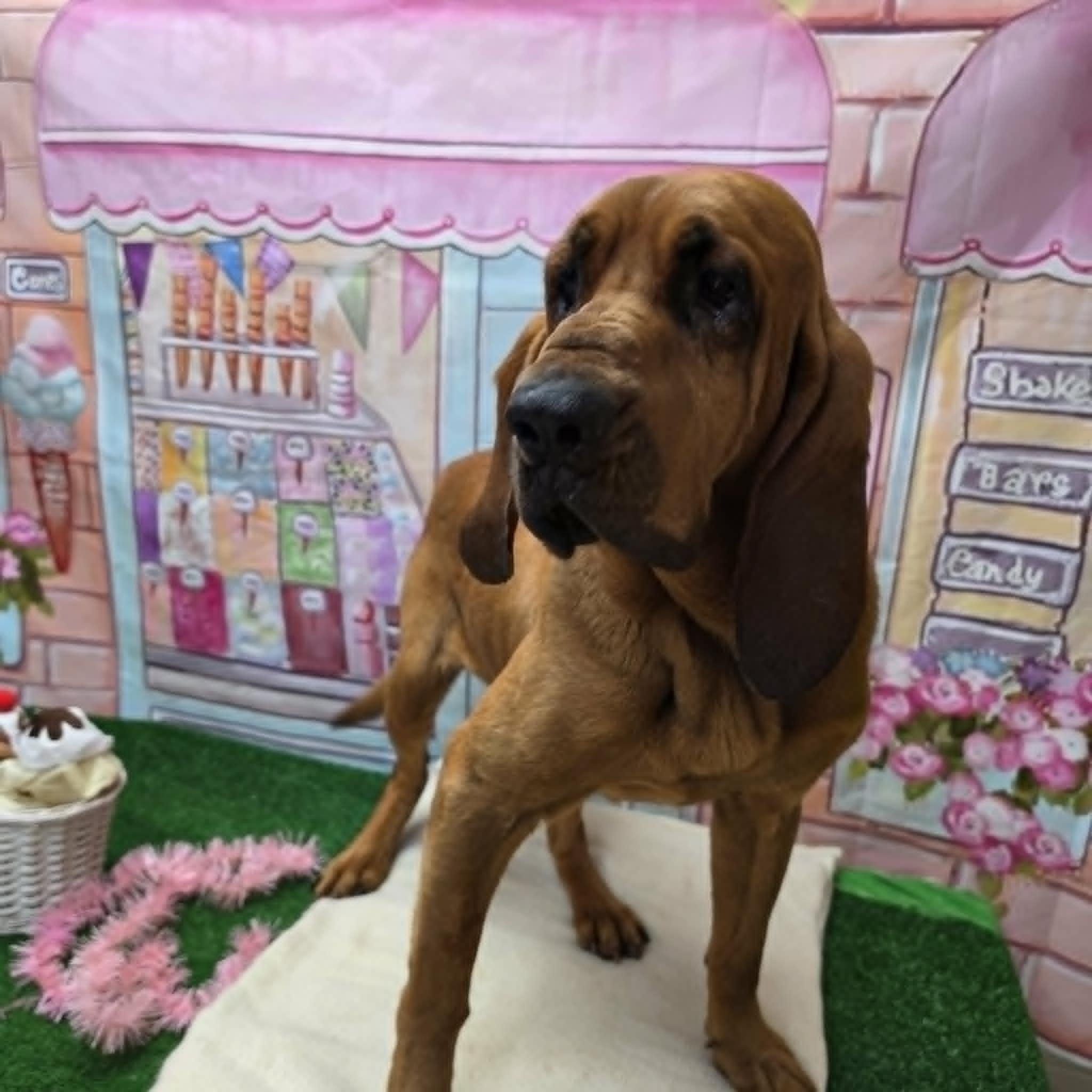 Sherlock, a ADOPTABLE Bloodhound in Statesboro, GA image 3/6