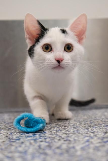 Enlarge Acorn, a ADOPTABLE Domestic Short Hair in Newport Beach, CA image 1/1