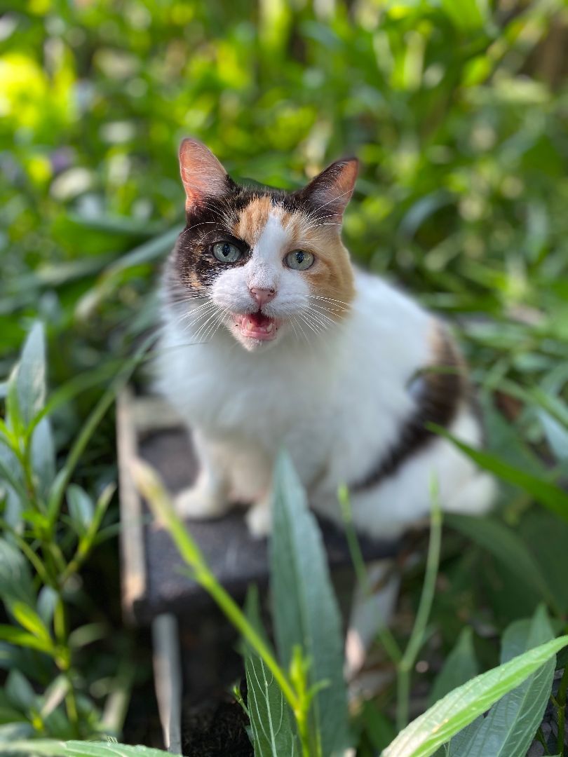 Enlarge Scooter, an adopted mixed breed in Spring, TX image 1/3