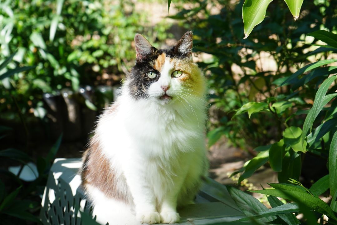 Enlarge Scooter, an adopted mixed breed in Spring, TX image 2/3